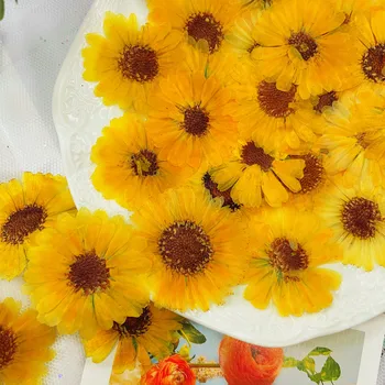 60pcs Presate Uscat Calendula Officinalis Flower Ierbar Pentru Rășină Epoxidică de Luare de Bijuterii Marcaj Machiaj Fata Nail Art Craft