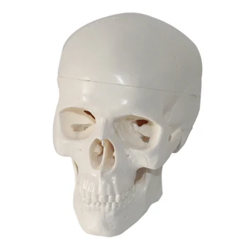 Mini craniu mic model art examinare art predare schiță practică craniu
